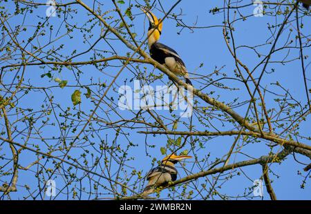 Tolles indisches Hornvogelpaar Stockfoto