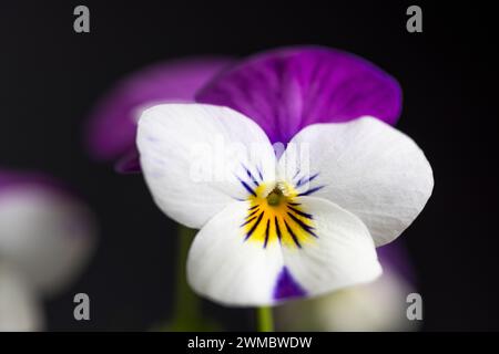 Nahaufnahme von Viola Persian Pink im Februar vor schwarzem Hintergrund, England, Großbritannien Stockfoto