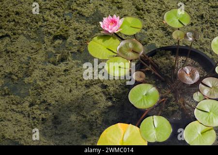 Rosa und Gelb Nymphaea - Wasserlilienblüte wächst in einem schwarzen Plastikbehälter, der auf dem Boden eines künstlichen Teichs mit Chlorophyten getaucht ist. Stockfoto