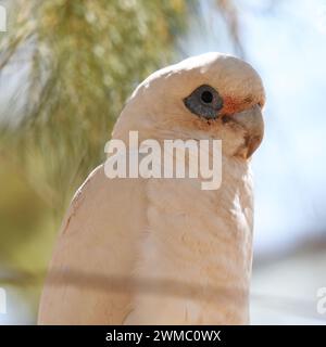 Little corella (cacatua Sanguinea) Stockfoto