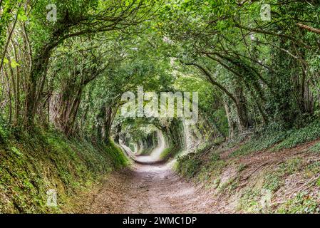 Halnaker Tree Tunnel - ein natürlicher Baumtunnel in der Nähe von Chichester, der zur Halnaker Windmühle (West Sussex, England) führt Stockfoto