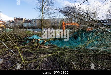 Hamburg, Deutschland. Februar 2024. Am Brammer Platz in der Nähe der Sternbrücke im Stadtteil Altona liegen gefällte Bäume. Erneut wurden Proteste gegen die Holzfällarbeiten an diesem Standort ausgesprochen. Quelle: Axel Heimken/dpa/Alamy Live News Stockfoto