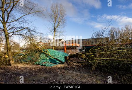 Hamburg, Deutschland. Februar 2024. Am Brammer Platz in der Nähe der Sternbrücke im Stadtteil Altona liegen gefällte Bäume. Erneut wurden Proteste gegen die Holzfällarbeiten an diesem Standort ausgesprochen. Quelle: Axel Heimken/dpa/Alamy Live News Stockfoto