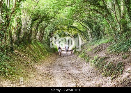 Halnaker Tree Tunnel - ein natürlicher Baumtunnel in der Nähe von Chichester, der zur Halnaker Windmühle (West Sussex, England) führt Stockfoto