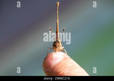 Nahaufnahme eines Schmetterlings mit geschlossenen Flügeln, der auf dem Nagel eines menschlichen Fingers gelandet ist Stockfoto