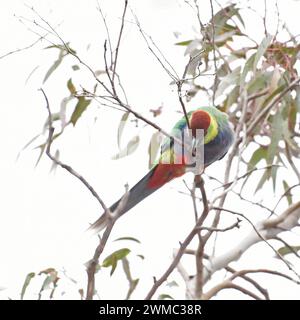 Der Rotkappenpapagei (Purpureicephalus spurius) hat eine helle karmesinrote Krone, grün-gelbe Wangen und einen charakteristischen langen Schaft Stockfoto