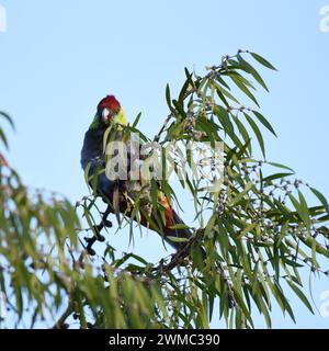 Der Rotkappenpapagei (Purpureicephalus spurius) hat eine helle karmesinrote Krone, grün-gelbe Wangen und einen charakteristischen langen Schaft Stockfoto