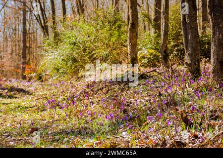 Waldszene an einem sonnigen Frühlingstag. Lila Krokusblüten blühen auf der Stufe Stockfoto
