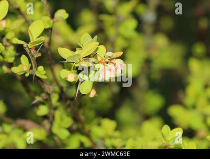 Eine Nahaufnahme von Berberis thunbergii 'Maria' in Blume Stockfoto