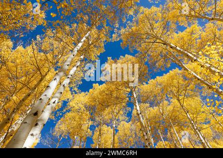 Die Aspen-Bäume im Herbst fallen in der Nähe von Telluride, Colorado, vor einem blauen Himmel Stockfoto