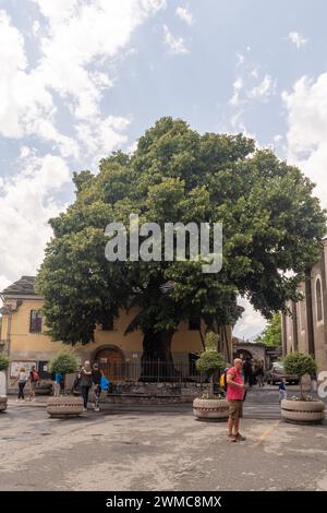 Säkularlinde (Tilia platyphyllos), die im 16. Jahrhundert vor der Stiftskirche St. Orso gepflanzt wurde, Symbol der Aosta, Italien Stockfoto