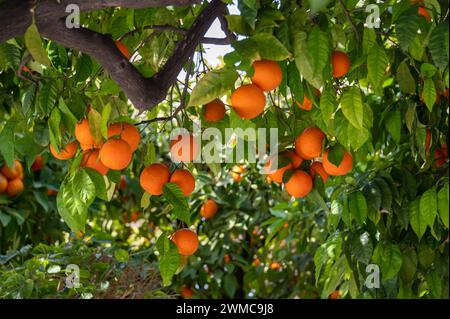 Kleine Bitterorangen oder Sevillanische Orangen mit entkernter Haut werden in den Straßen um Cordoba angebaut und erzeugen in Anda ein angenehmes Orangenaroma Stockfoto