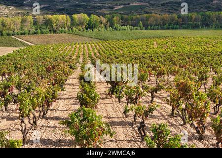 Weinberge, im Hintergrund der Fluss Ebro, Haro, La Rioja, Spanien, Europa Stockfoto