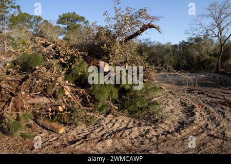 Native Lebensraum Wald für neue Wohnungsbau in North Central Florida zerstört Stockfoto