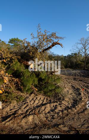 Native Lebensraum Wald für neue Wohnungsbau in North Central Florida zerstört Stockfoto