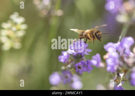 Honigbiene fliegt über Lavendelblüten. Horizontal. Stockfoto