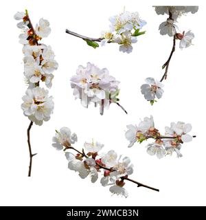 Ein Blütenzweig ist Aprikosen. Isoliert auf weißem Hintergrund ohne Schatten. Feder. Close-up. Ein Set ist eine blühende Aprikose. Stockfoto