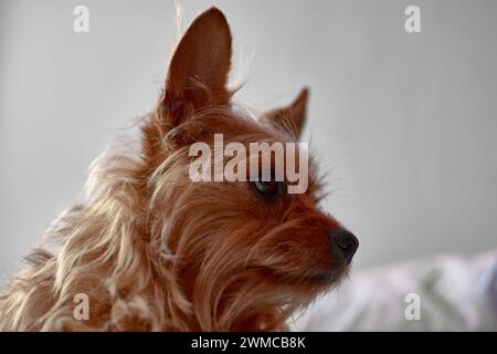 Ein kleiner, lustiger Pelzhund der Yorkshire Terrierrasse mit großen Ohren und langen roten zotteligen Haaren, starrend Stockfoto