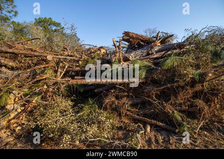 Native Lebensraum Wald für neue Wohnungsbau in North Central Florida zerstört Stockfoto