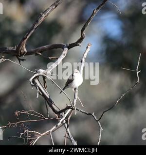 Der Jacky Winter (Microeca Fascinans) ist ein kleiner graubrauner robin, der in ganz Australien häufig vorkommt Stockfoto