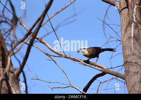 Der Graukrone (Pomatostomus temporalis) kommt in offenen Wäldern und Wäldern vor Stockfoto