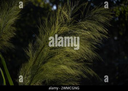 Ein hohes südamerikanisches Gras mit seidenblühenden Federn, weit verbreitet als Musterrasenpflanze. Stockfoto