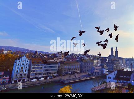 Taubenherde, die über die Stadt fliegen, Zürich, Schweiz Stockfoto