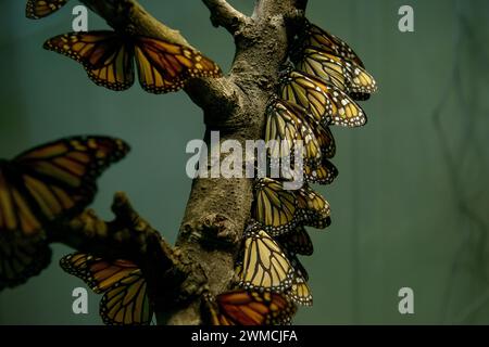 Nahaufnahme eines Schwarms von Monarchschmetterlingen (Danaus plexippus) auf einem Ast, Spanien Stockfoto