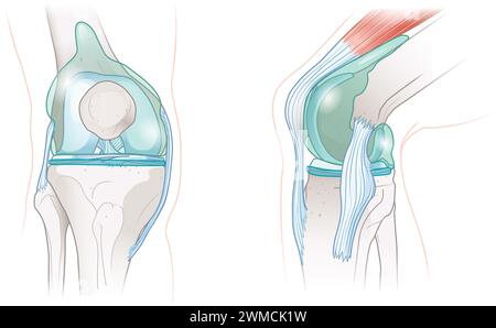Das Gelenkgelenk des Kniegelenks ist eine komplexe Struktur, in der Knochen aufeinander treffen, umhüllt von einer Synovialmembran, die Flüssigkeit absondert. Dieses Schmiermittel reduziert Reibung Stockfoto