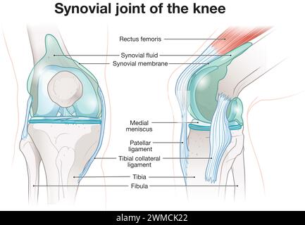 Das Gelenkgelenk des Kniegelenks ist eine komplexe Struktur, in der Knochen aufeinander treffen, umhüllt von einer Synovialmembran, die Flüssigkeit absondert. Dieses Schmiermittel reduziert Reibung Stockfoto