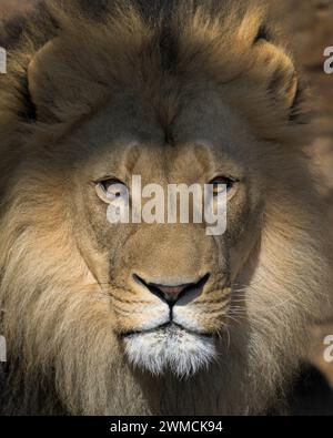 Männlicher afrikanischer Löwe (Panthera leo) Nahaufnahme mit intensivem Blick in warmer Beleuchtung Stockfoto
