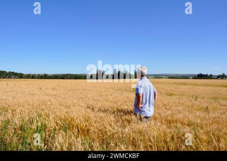 Mann, der in einem Weizenfeld steht, British Columbia, Kanada Stockfoto