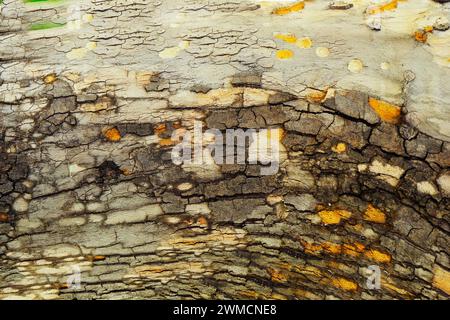 Rinde der alten grossen Eiche Textur in Schwarz und Weiß. Zusammenfassung Hintergrund und Textur für Design. Stockfoto
