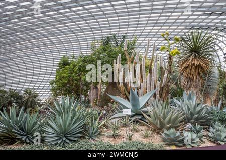 Kakteen und Sukkulenten im Flower Dome in Gardens by the Bay in Singapur Stockfoto