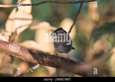 Der hochgezogene Rufous-Collared Sparrow (Zonotrichia capensis). Ein montaner Spatel in Kolumbien Stockfoto
