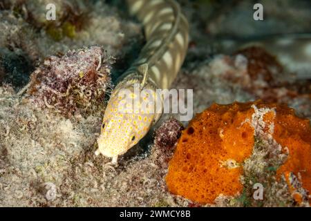 Karibischer Sharptail Aal, Myrichthys Breviceps, Schwimmen entlang tropischer Korallenriffe, um zu Essen zu holen Stockfoto