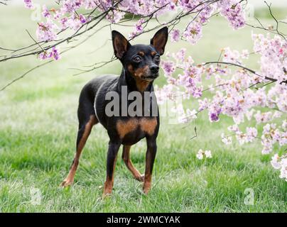 Bild des Miniatur-Pinschers in der Natur Stockfoto