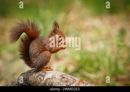 Rotes Eichhörnchen (Sciurus vulgaris) isst Haselnuss im Wald. Stockfoto