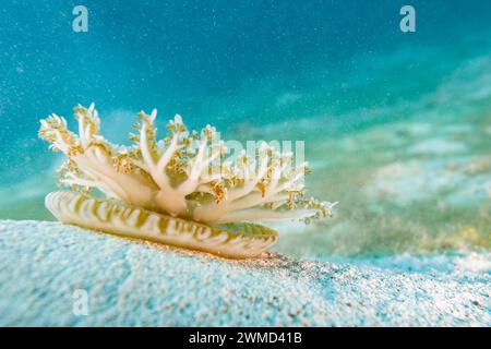 Die umgedrehte Qualle Cassiopea sitzt auf weißem Sand und erstreckt sich in klares, blaues, grünes Wasser Stockfoto
