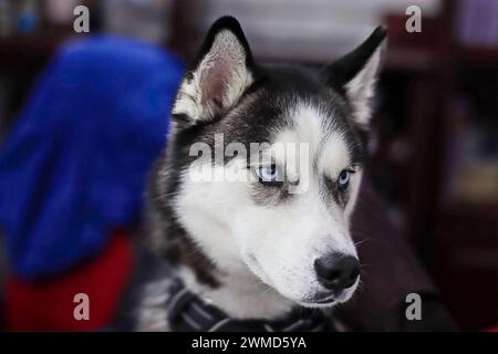 Ein Husky, der auf einer Couch sitzt und seitlich guckt Stockfoto