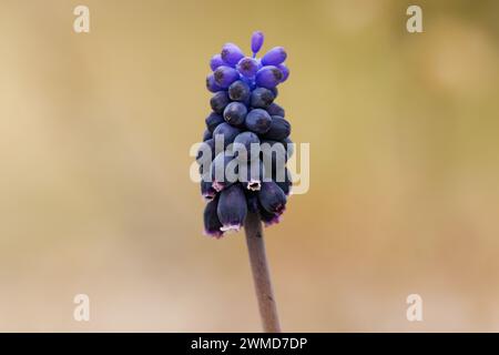 Hyazinthe aus breitblättrigen Trauben, Muscari neglectum, mit hübschem Bokeh in Alcoi, Spanien Stockfoto