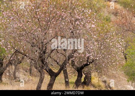 Anbau von Mandelbäumen in Blüte bei bewölktem Tageslicht, Alcoy, Spanien Stockfoto