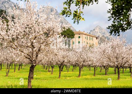 Blühende Mandelbäume, Biniazar, Bauernhof arabischer Herkunft, Bunyola, Mallorca, Balearen, Spanien Stockfoto