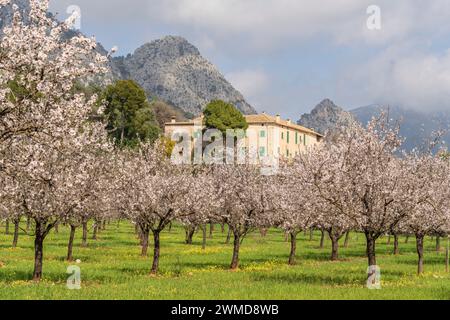 Blühende Mandelbäume, Biniazar, Bauernhof arabischer Herkunft, Bunyola, Mallorca, Balearen, Spanien Stockfoto