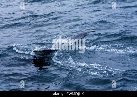 Megaptera novaeangliae Familie Balaenopteridae Gattung Megaptera Buckelwal in Island Stockfoto