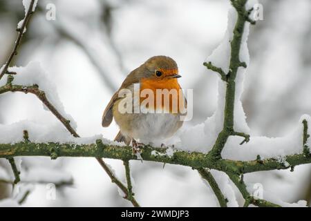 Europäischer Robin Erithacus rubecula, der im Winter auf einem verschneiten Baumzweig ruht Stockfoto