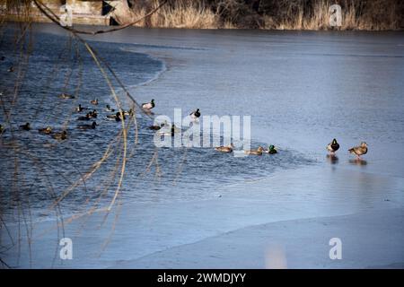 Stockenten-Weibchen mit kleinen Enten in lebendiger Natur am Fluss an einem sonnigen Tag. Brutsaison bei Wildenten. Stockenten-Ente mit einer Brut in einer Kol Stockfoto