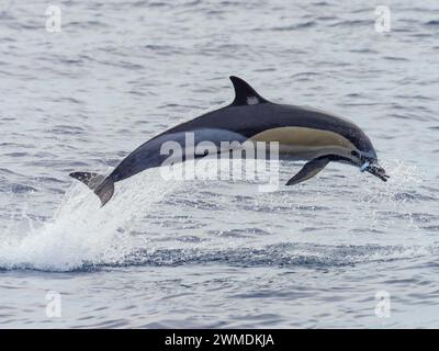 Ein springender gemeiner Delfin, Delphinus delphis. Stockfoto