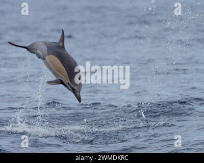 Ein springender gemeiner Delfin, Delphinus delphis. Stockfoto