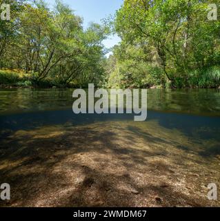 Ruhiger, von Bäumen gesäumter Wildfluss, geteilter Blick über und unter der Wasseroberfläche, natürliche Landschaft, Spanien, Galicien, Provinz Pontevedra, Rio Verdugo Stockfoto